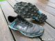 inov-8 trailrunnning